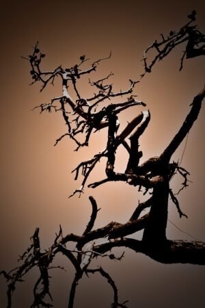 Photographie d'art - L'arbre par Idan Wizen