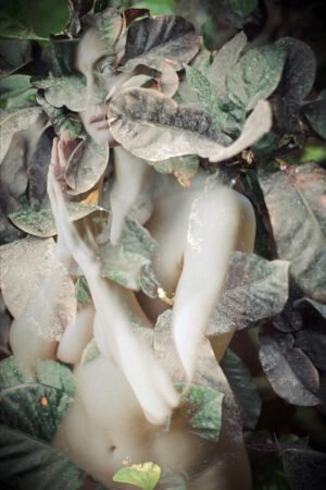 Venus in leaves - Fine Art